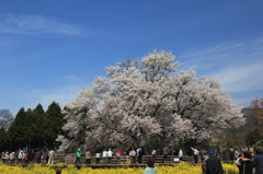 一心行の大桜①