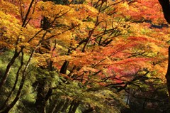 香嵐渓④