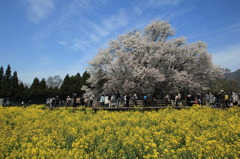 一心行の大桜②