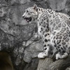 Snow Leopard