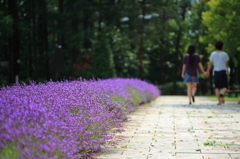 Lavender