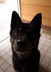 犬