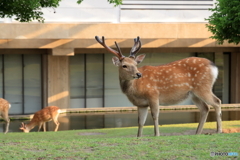 鹿が振り返る