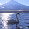 白鳥の先に富士山
