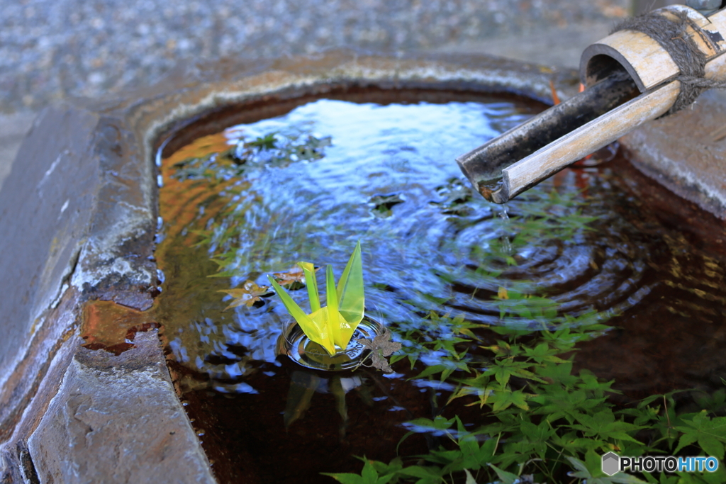 手水舎に浮かぶ