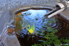手水舎に浮かぶ