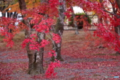 落ち葉に紅葉