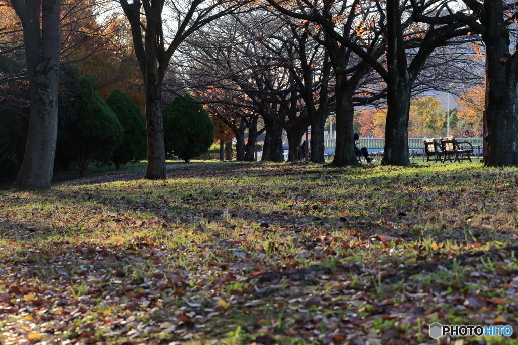 晩秋の１つの風景