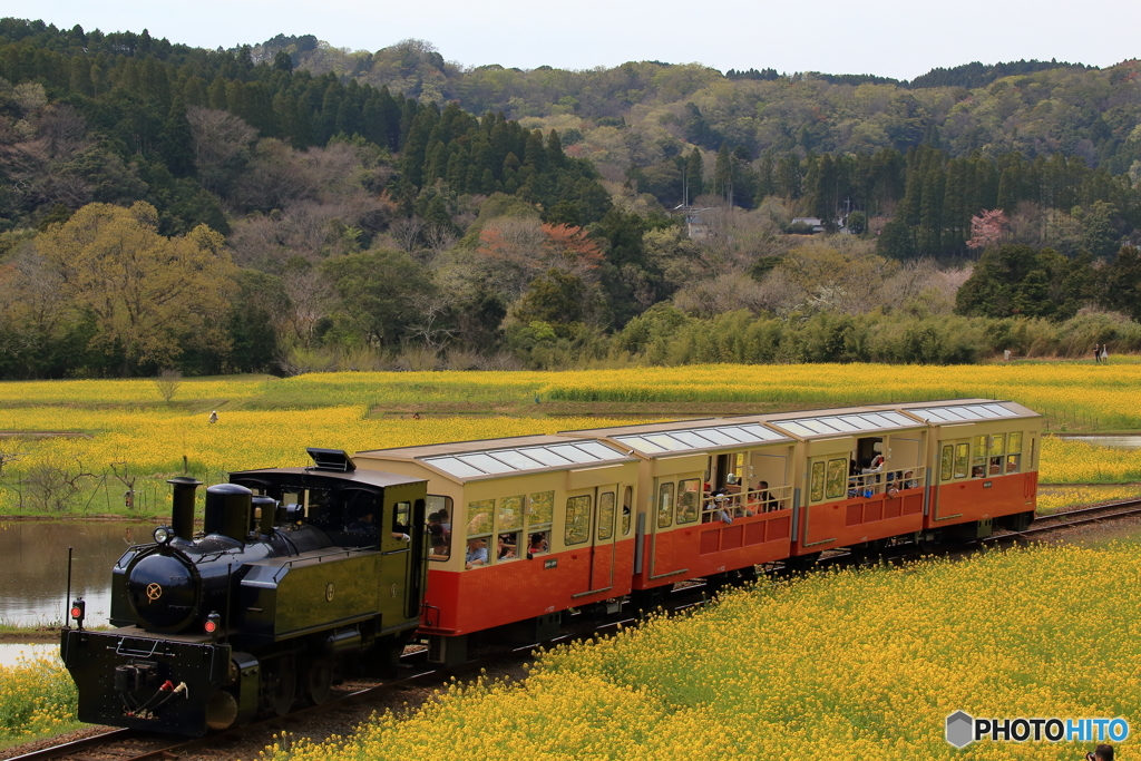 トロッコと菜の花