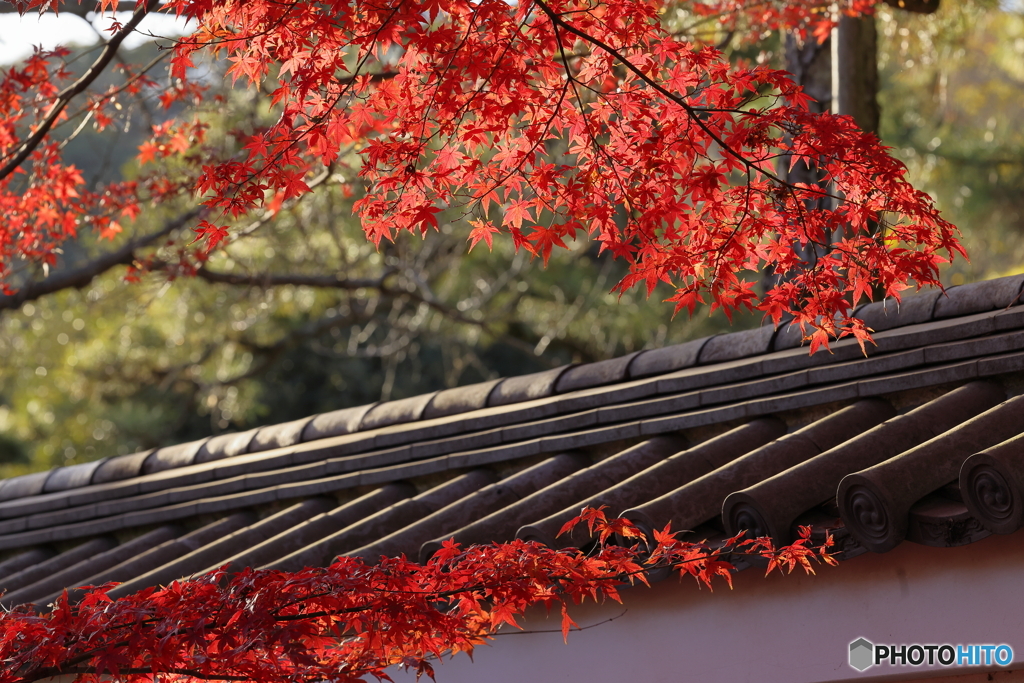 屋根に紅葉