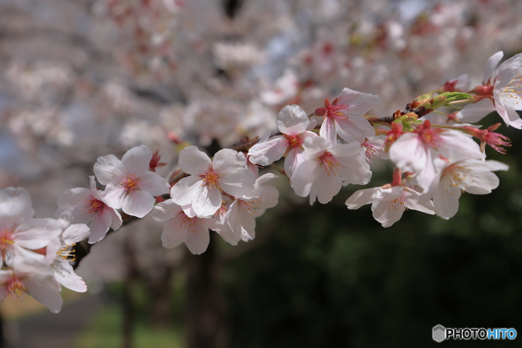 満開前の桜