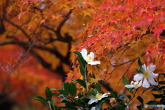 紅葉に白い花