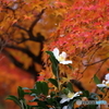 紅葉に白い花