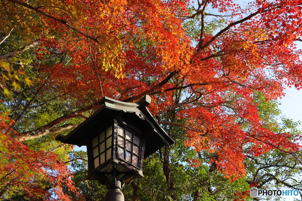 境内に秋を見つける