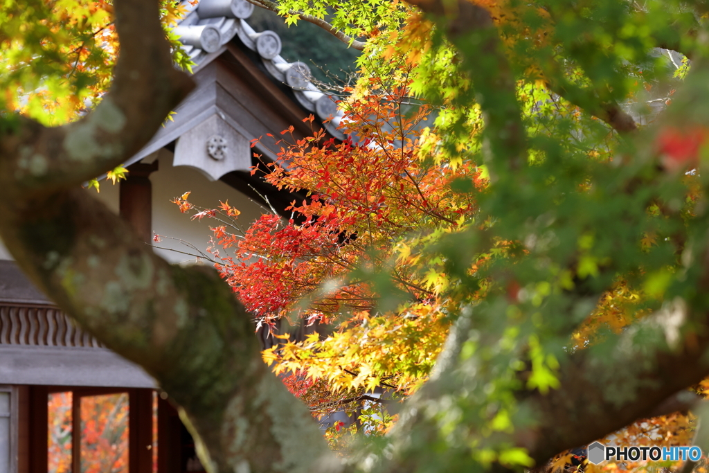 隙間から紅葉