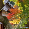 隙間から紅葉
