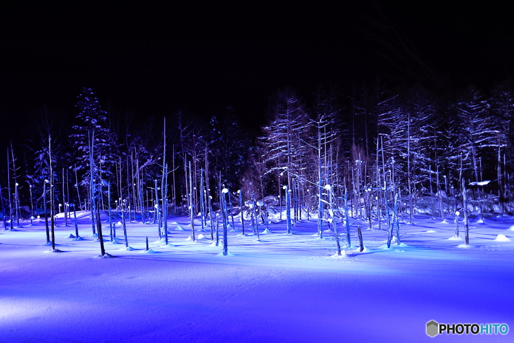 池に凍り付く木
