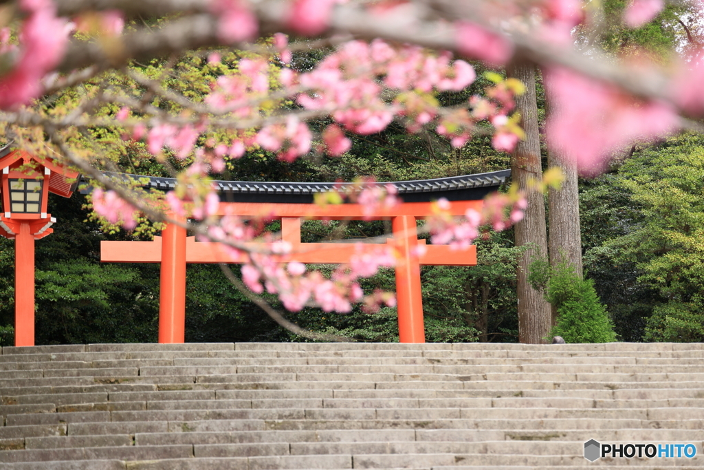 鳥居が見える