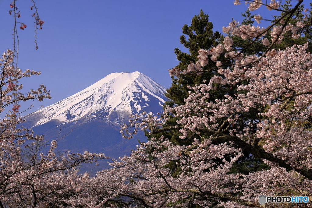 さくらに富士