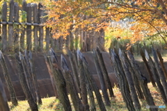 秋の日差しの逆茂木