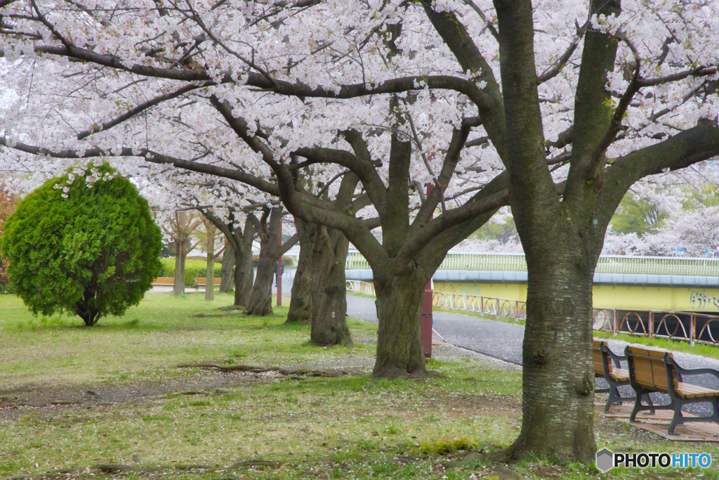 公園の桜