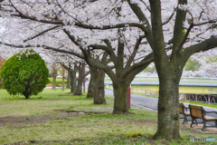 公園の桜