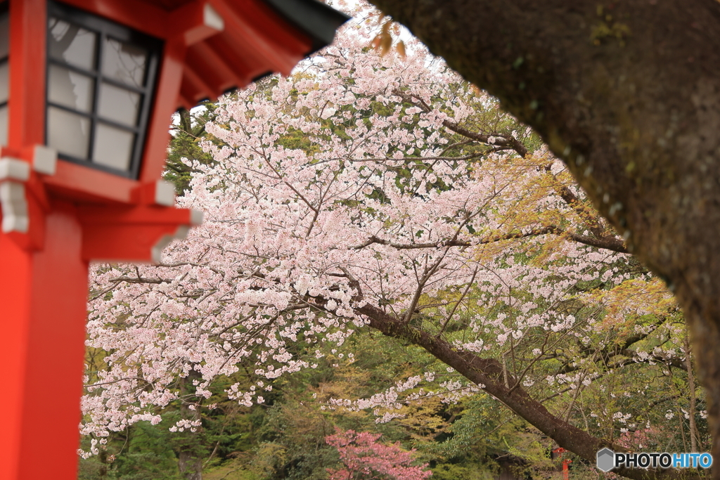 霧島神宮の春