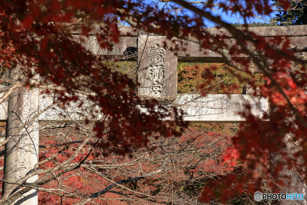 竈門神社鳥居