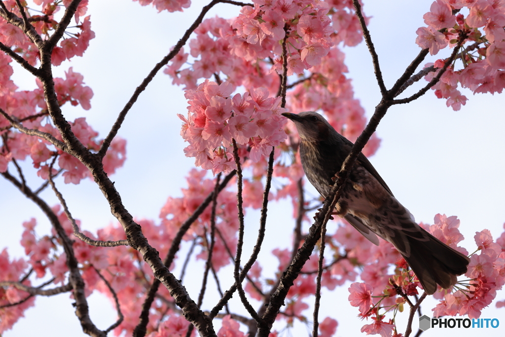 桜と鳥
