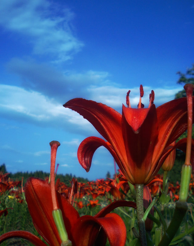 20100710_11