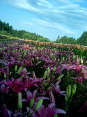 20100710_14