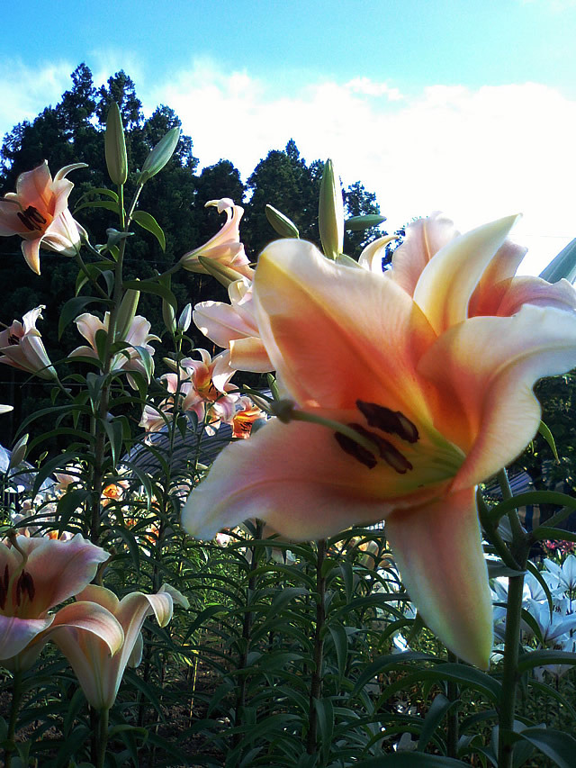 20100710_03