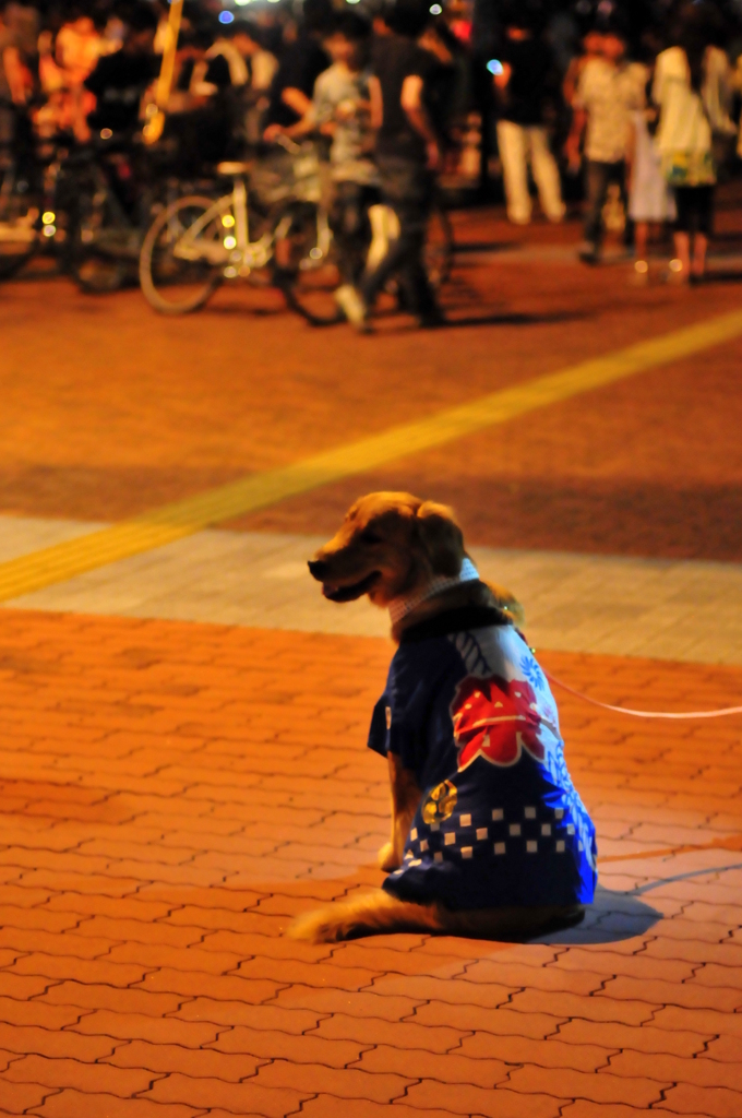 お祭り犬