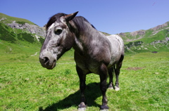 岩肌色の馬