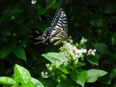 DSCF6009