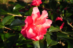 DSCF9575