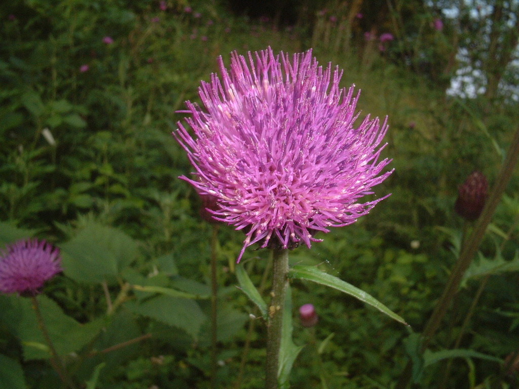 DSCF0008
