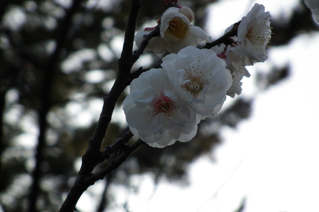 DSCF9578