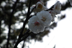 DSCF9578