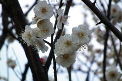 DSCF9561