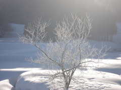 DSC00511