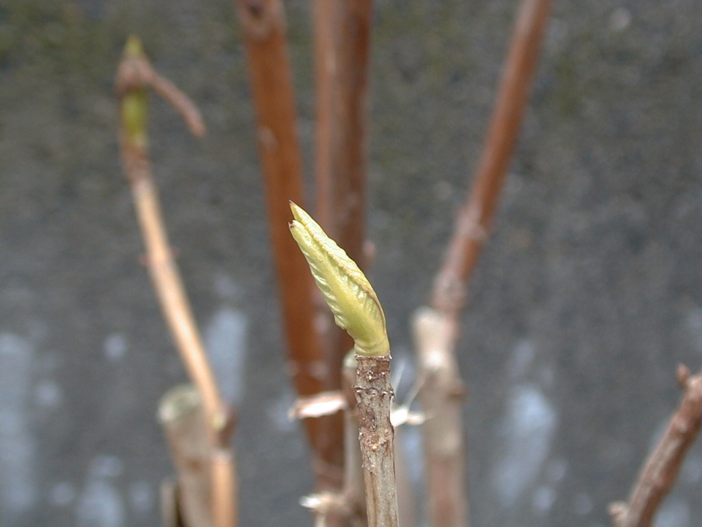 DSC00003