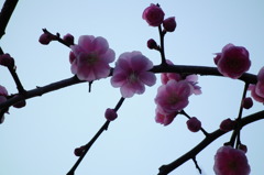 DSCF9579