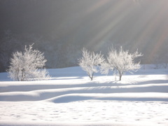 DSC00505