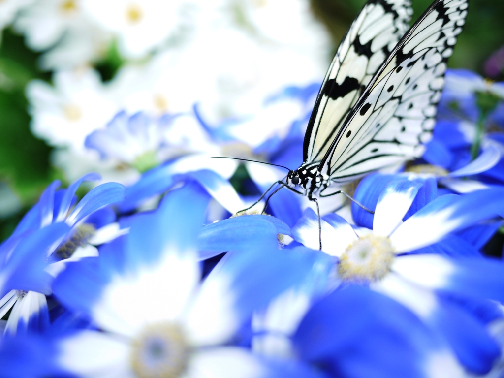 with blue flowers