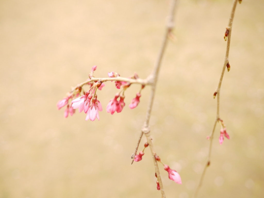 しだれ桜つぼみ