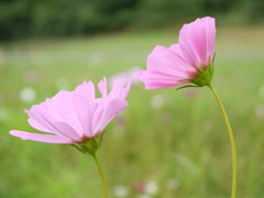 寄り添って