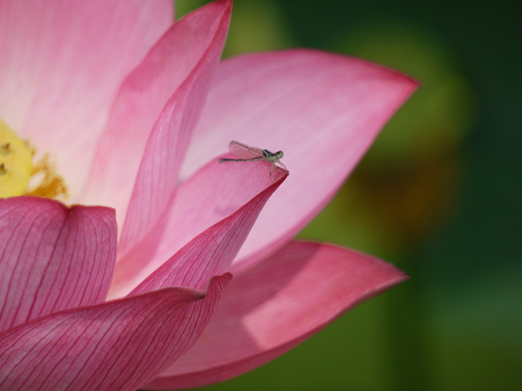 花はす