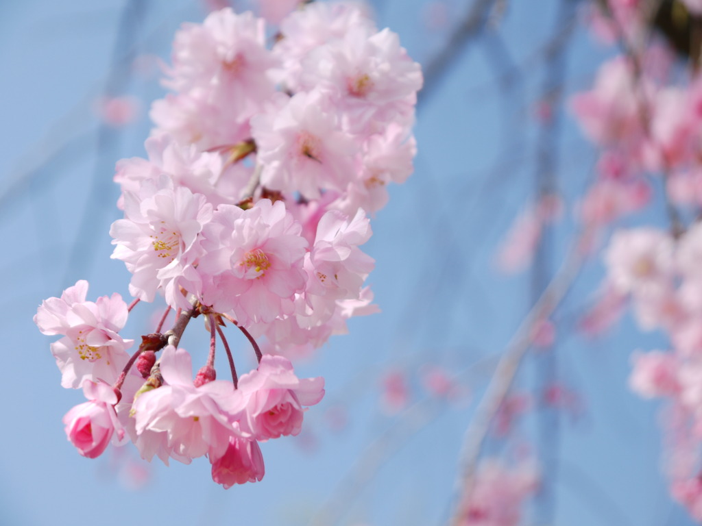 八重桜