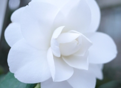 White Camellia